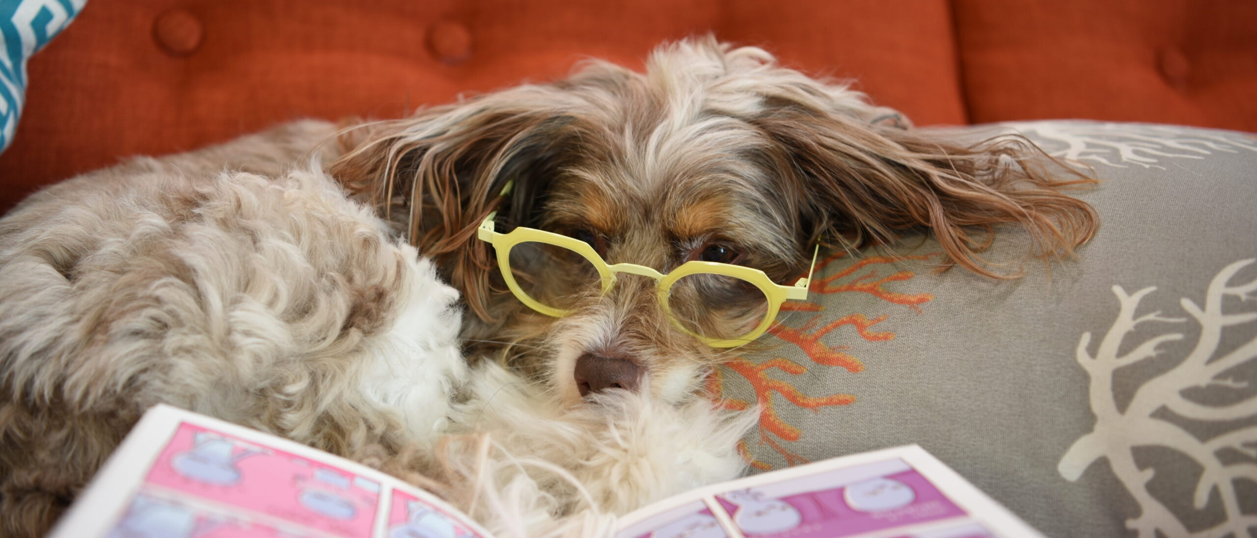 Uni, the office dog, a shaggy Australian Shepherd and Poodle mix wearing yellow glasses and looking at a magazine